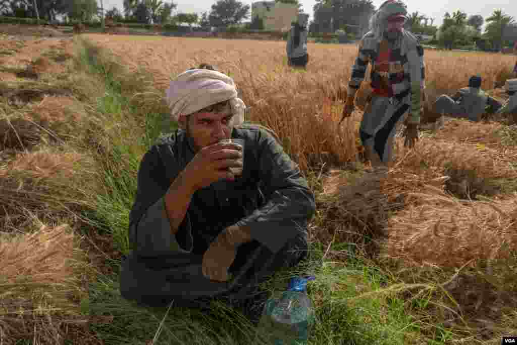 Residents who once worked in tourism now frequently eke out a living as part-time farm hands in Luxor, Egypt, April 9, 2021. (Hamada Elrasam/VOA)