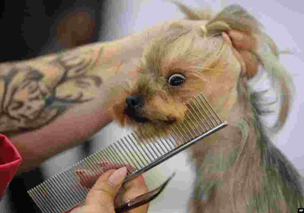 Elsa the Yorkshire gets its fur combed during a grooming competition at the Pet Expo 2019, a pet show in Bucharest, Romania, April 13, 2019.