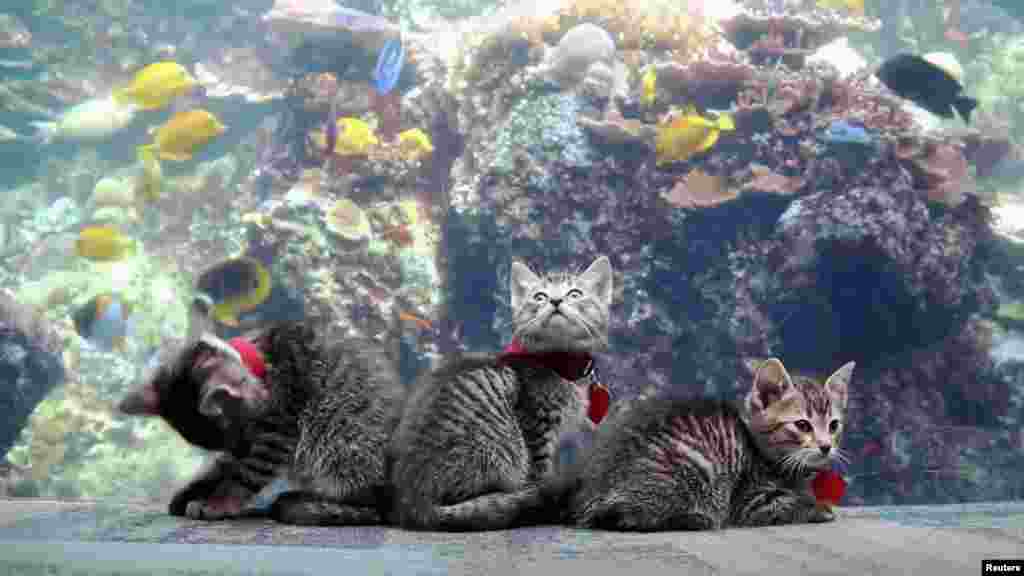 Kittens from a shelter visit the empty Georgia Aquarium in Atlanta, Georgia, in this screen grab from social media video. (Credit: Atlanta Humane Society)