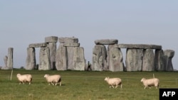 Sheep graze as security guards patrol the prehistoric monument at Stonehenge in southern England, on April 26, 2020, closed during the national lockdown due to the novel coronavirus COVID-19 pandemic.