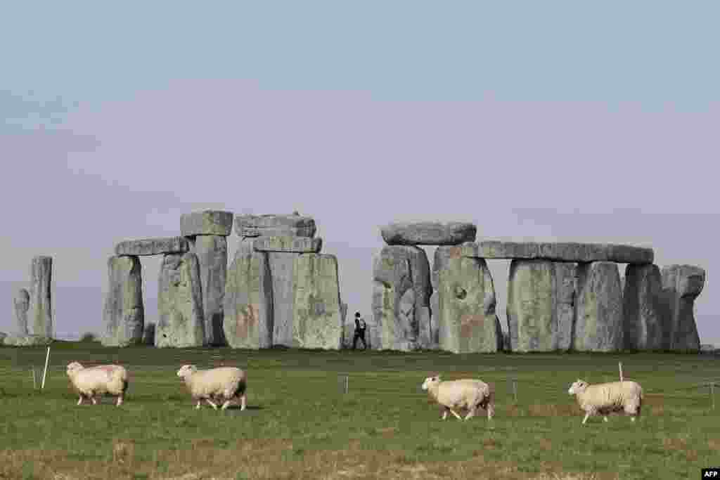 Sheep graze as security guards patrol the prehistoric monument at Stonehenge in southern England, closed during the national lockdown due to the COVID-19 pandemic.