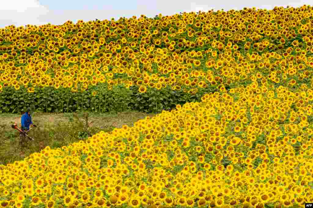 A man works in a sunflower field in Mengkofen, southern Germany.