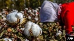 中國新疆哈密一名女子正在摘棉花。（2018年10月14日）
