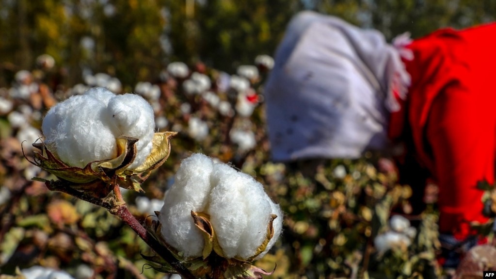 中国新疆哈密一名女子正在摘棉花。（2018年10月14日）(photo:VOA)