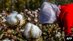 中国新疆哈密一名女子正在摘棉花。（2018年10月14日）
