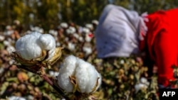 Seorang petani memanen kapas di Hami, wilayah Xinjiang, China, 14 Oktober 2018. (Foto: AFP)