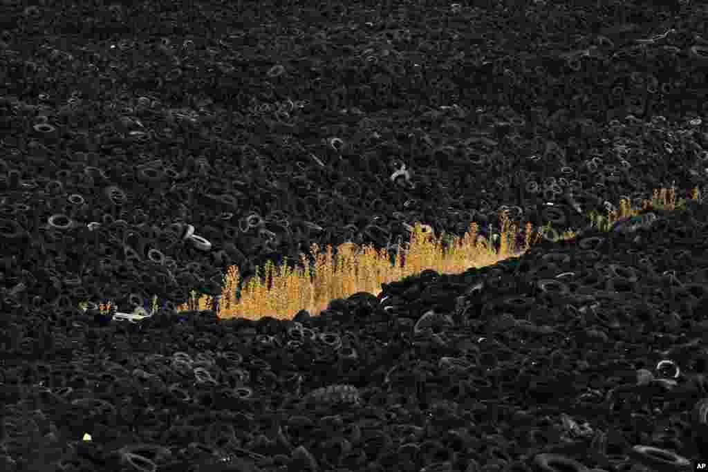 Plants grow in between millions of used tires that lie in a dump in Sesena, south of Madrid, Spain.