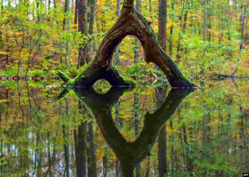 Refleksi sebuah pohon terlihat pada air di Nature Park Schlaubetal, Seedichum, Jerman.