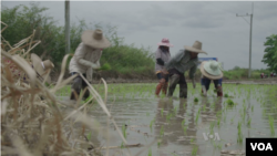 乾旱籠罩泰國稻農苦不堪言。（視頻截圖）
