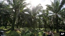 FILE - In this Sept. 29, 2012, file photo, a man pushes his motorbike at a palm oil plantation in Nagan Raya, Aceh province, Indonesia. Greenpeace said, March 19, 2018 household brands including PepsiCo and Johnson & Johnson are refusing to disclose where they get their palm oil from despite vows to stop buying from companies that cut down tropical forests to grow the widely used commodity. 