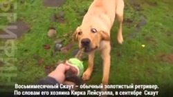 Собака нашла зуб мамонта