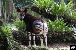 In this undated photo, an okapi stands in a protected area as part of a captive breeding program in the Okapi Wildlife Reserve in Congo. (Okapi Conservation Project via AP)