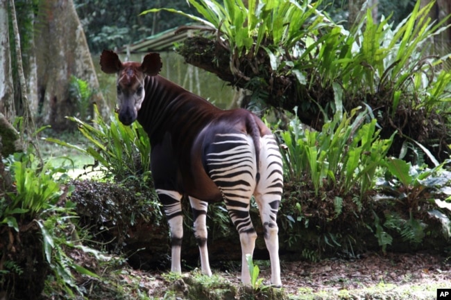 In this undated photo, an okapi stands in a protected area as part of a captive breeding program in the Okapi Wildlife Reserve in Congo. (Okapi Conservation Project via AP)