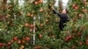 Голландские фермеры выбрасывают тонны продуктов из-за обвала цен
