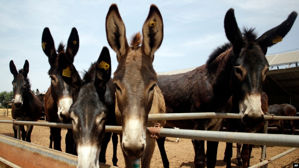 Donkeys raised by subcontractors of the world's largest donkey skin gel producer await for lunch in the city of Dong'e in eastern China's Shandong province, May 14, 2018. Growing hunger for the gel, known as "ejiao" in Chinese and believed to have medicin
