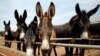 Donkeys raised by subcontractors of the world's largest donkey skin gel producer await for lunch in the city of Dong'e in eastern China's Shandong province, May 14, 2018. Growing hunger for the gel, known as "ejiao" in Chinese and believed to have medicin