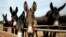 Donkeys raised by subcontractors of the world's largest donkey skin gel producer await for lunch in the city of Dong'e in eastern China's Shandong province, May 14, 2018. Growing hunger for the gel, known as "ejiao" in Chinese and believed to have medicin