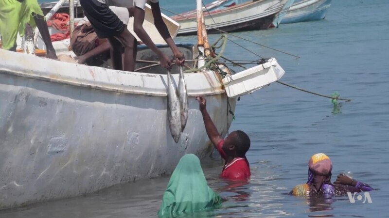 Somali Fishermen Struggle to Compete with Foreign Vessels