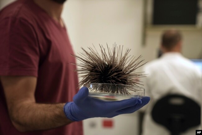 A scientist holds holds a sea urchin specimen of the long-spined Diadema setosum, found in the Mediterranean, at the Steinhardt Museum of Natural History of Tel Aviv University in Tel Aviv, Israel, Wednesday, May 24, 2023. (AP Photo/ Maya Alleruzzo)