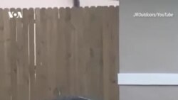 Битва с аллигатором