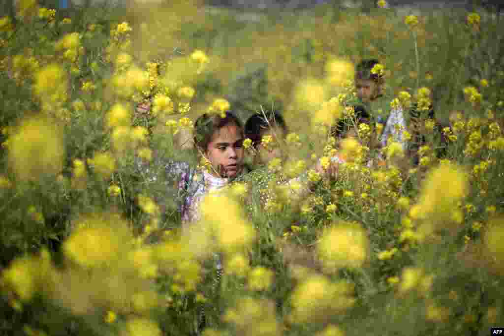 Gadis Palestina memetik bunga mustard liar yang tumbuh di ladang di Jalur Gaza, sebagai awal resmi musim semi ditandai dengan oleh equinoks (saat di mana siang sama panjangnya dengan malam).