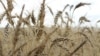FILE PHOTO: The crop is seen in a wheat field ahead of annual harvest near Moree, Australia. REUTERS/Jonathan Barrett/File Photo