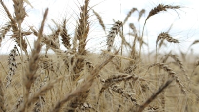 Australian Seed Company Tests AI Gene Editing in Wheat