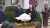 特朗普总统与第一夫人在白宫举行感恩节火鸡“赦免”仪式 
