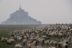 Sheep walk back to their shelter near the Mont-Saint-Michel, northwestern France, on March 28, 2020, during a lockdown in France aimed at curbing the spread of COVID-19.