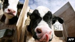 Молочные фермы как фактор трудовой занятости