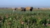 Talibani imepiga marufuku kilimo cha Afyuni huko Afghanistan; UNODC inasema