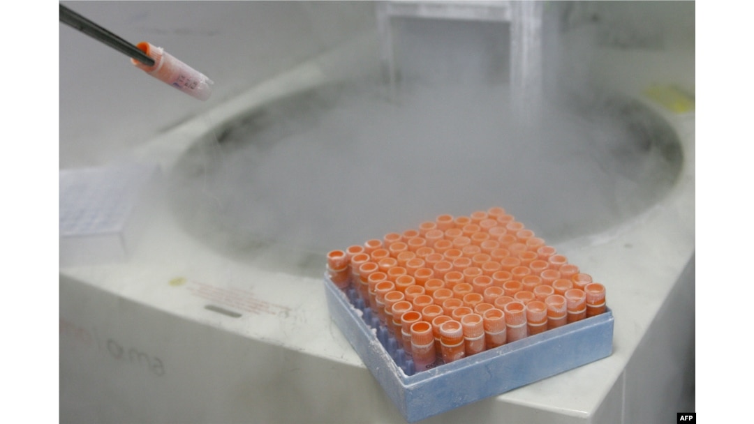 Arhiv - Zamrznuti embrioni u laboratoriji