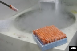 Arhiv - Zamrznuti embrioni u laboratoriji