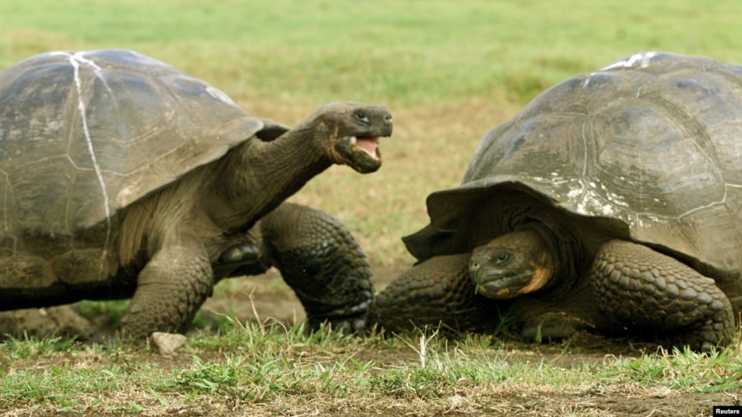 Kura-kura raksasa tampak di lingkungan alaminya di Pulau Santa Cruz, Kepulauan Galapagos, 29 Januari 2001