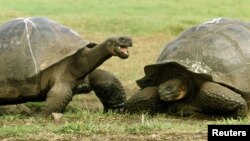 Kura-kura raksasa tampak di lingkungan alaminya di Pulau Santa Cruz, Kepulauan Galapagos, 29 Januari 2001