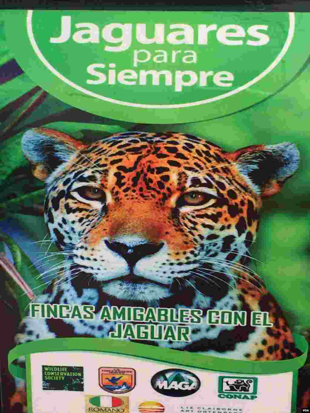 Desarrollan programa para preservar jaguares en Guatemala con apoyo de EE.UU.