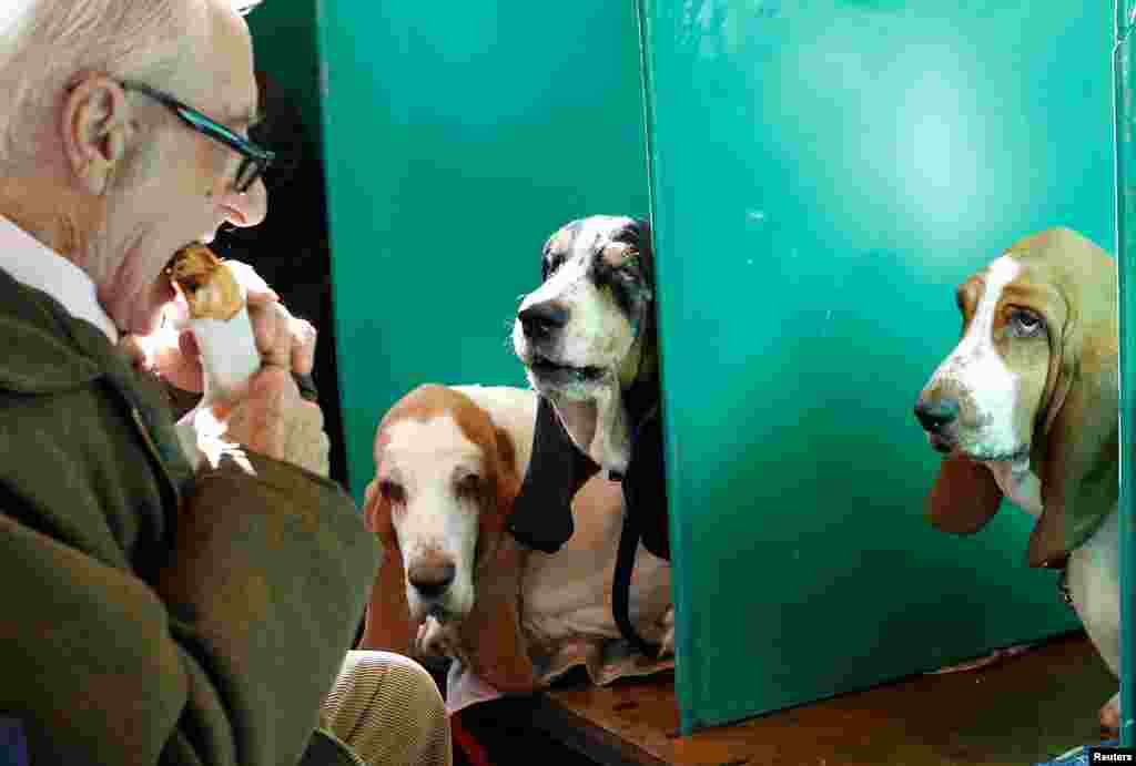 A man eats in front of his Basset Hounds during the first day of the Crufts Dog Show in Birmingham, Britain.