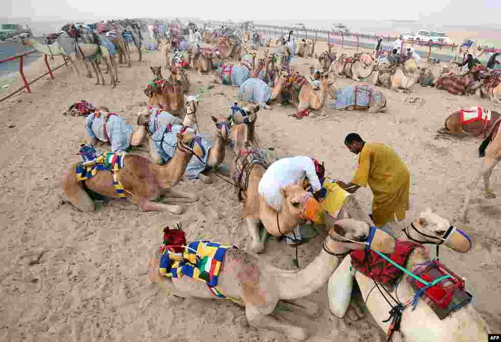 کئی ممالک میں اونٹ دوڑ کی بین الاقوامی ریس بھی منقعد کی جاتی ہے