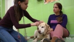 Dogs Learn While They Sleep