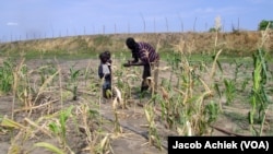 Poor rains have contributed to the low maize production in the 2014-2015 planting season