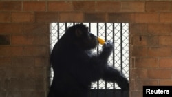 Sıcak havada dondurma yiyen bir şempanze