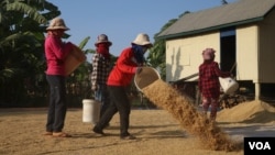 FILE: Villagers in Kampong Thom province were drying rice in front of his house in Kampong Thom province, January 19, 2019. (Sun Narin/VOA Khmer)