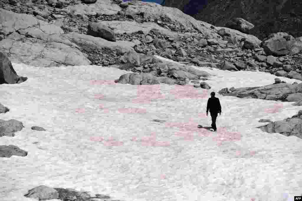 A man walking on pink colored snow, supposedly due to the presence of colonies of algae of the species Ancylonela nordenskioeldii from Greenland,  at the Presena glacier near Pellizzano, Italy, July 4, 2020.