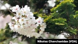 شکوفه های گیلاس در شهر واشنگتن امسال زودتر از موعد شکوفا شدند - مارس ۲۰۲۰