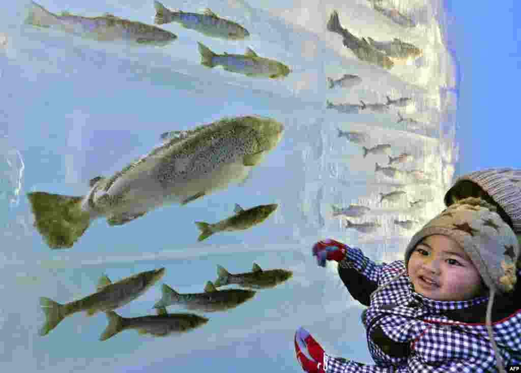 A child looks at frozen fish displayed in the ice at the Chitose-Lake Shikotsu Ice Festival in Chitose, Japan, Jan. 24, 2014. The annual ice festival will be held until February 16. 