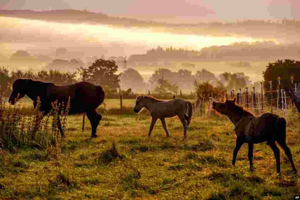 Icelandic horses play at a stud farm in Wehrheim near Frankfurt, Germany, as a mist rolls in.