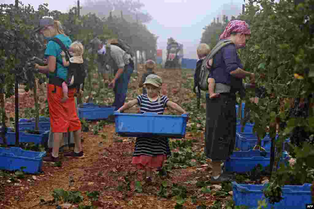 Evangelist Christian volunteers harvest Merlot wine grapes for the Israeli family-run Tura Winery, in the estate&#39;s vineyards located at the occupied West Bank Har Bracha settlement, September 23, 2020, .