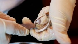 To shuck an oyster is to remove the meat from inside the shell.