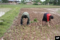 ຊາວນາກໍາລັງປູກເຂົ້າຊຶ່ງຄາດວ່າຈະປະເຊີນກັບ ການຂາດແຄນເຂົ້າຢ່າງໜັກໜ່ວງ ໃນລະດູການ ປູກເຂົ້າ 2010-2011 ຍ້ອນໄພແຫ້ງແລ້ງແລະ ນໍ້າຖ້ວມ.