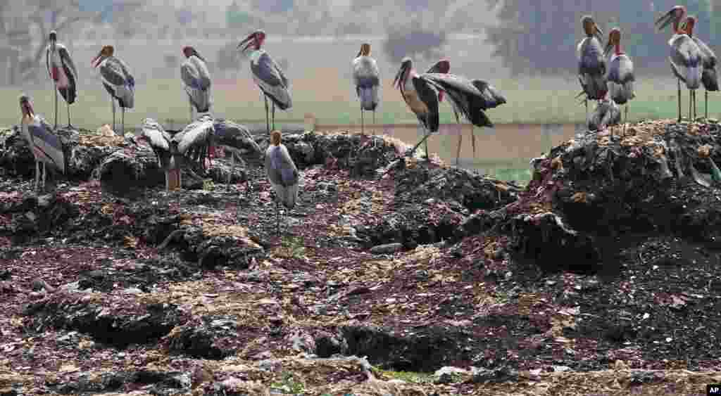 Greater adjutant storks stand on garbage at a landfill site in Gauhati, India.